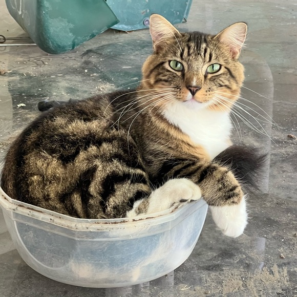 Meet your Posher, Trevor - Picture 2 of 2